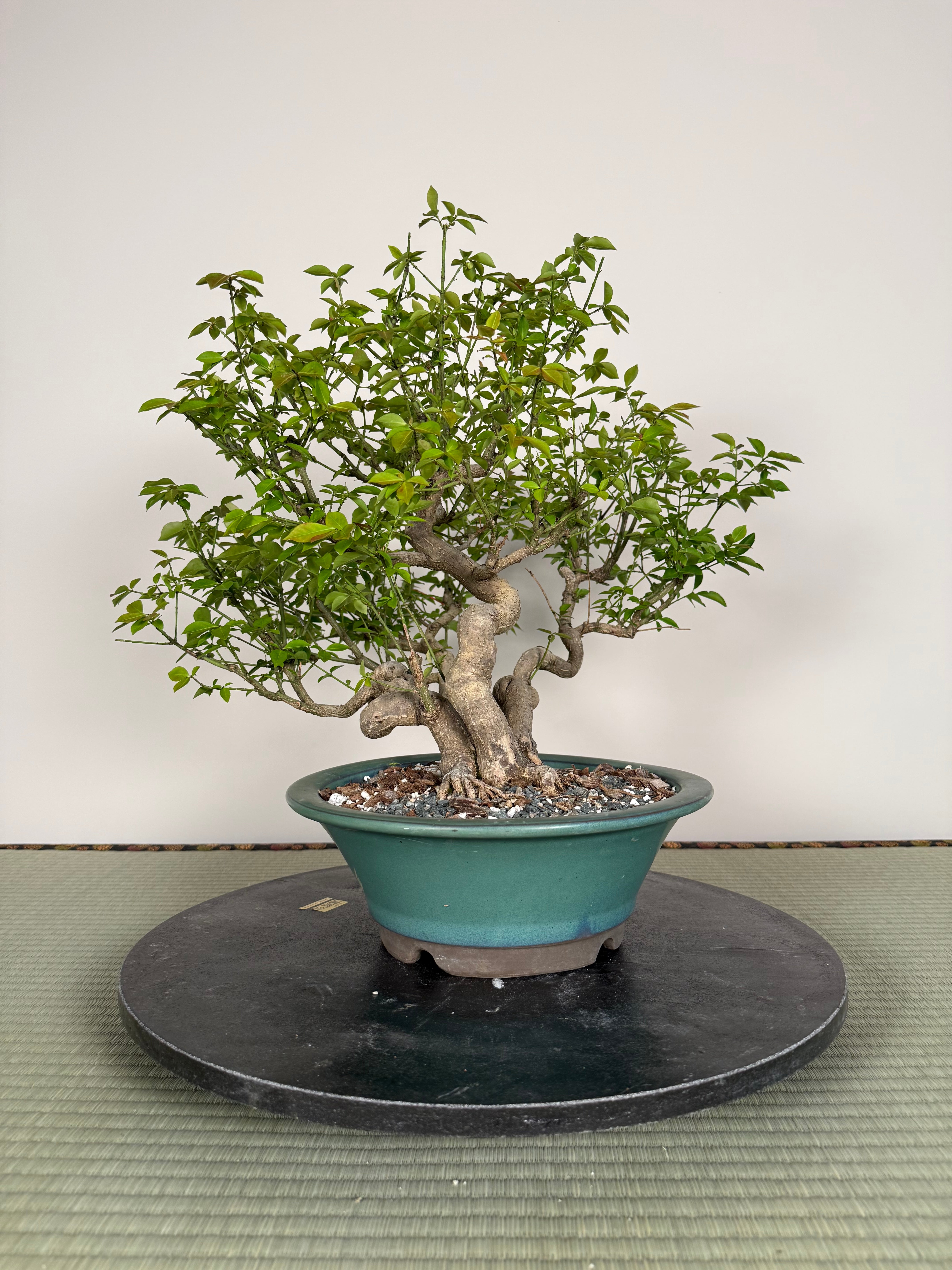 Euonymus