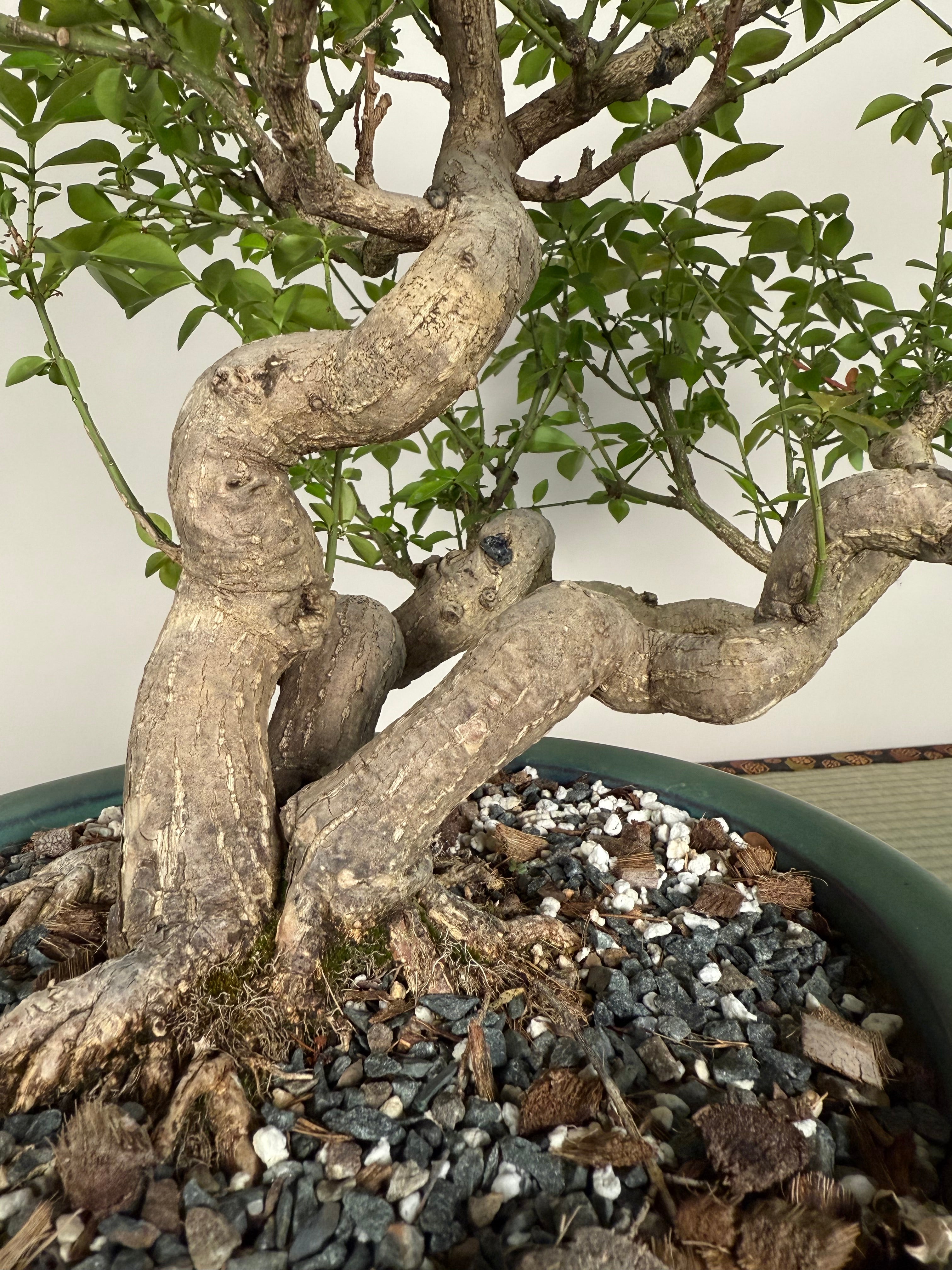 Euonymus
