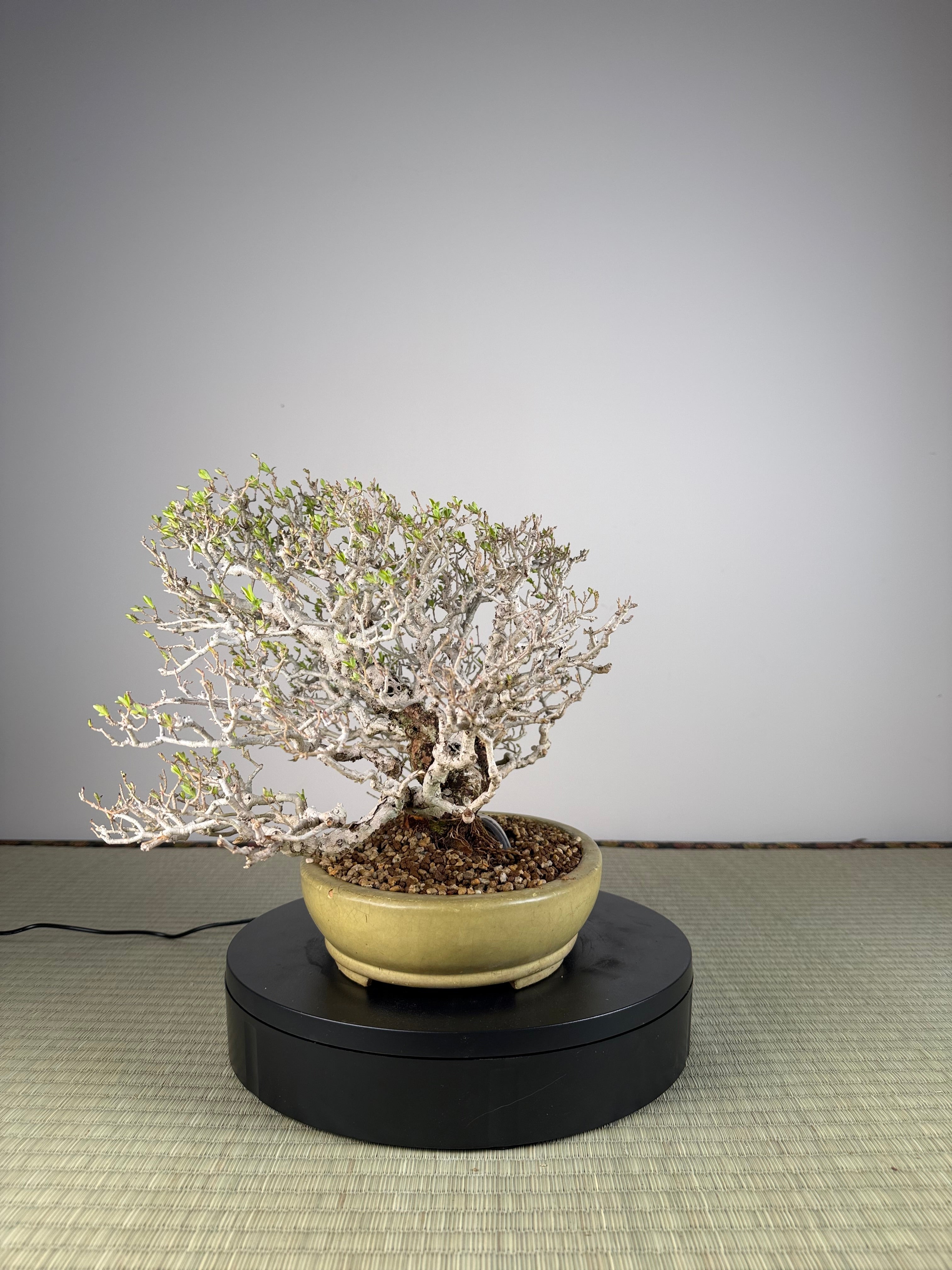 Ligustrum