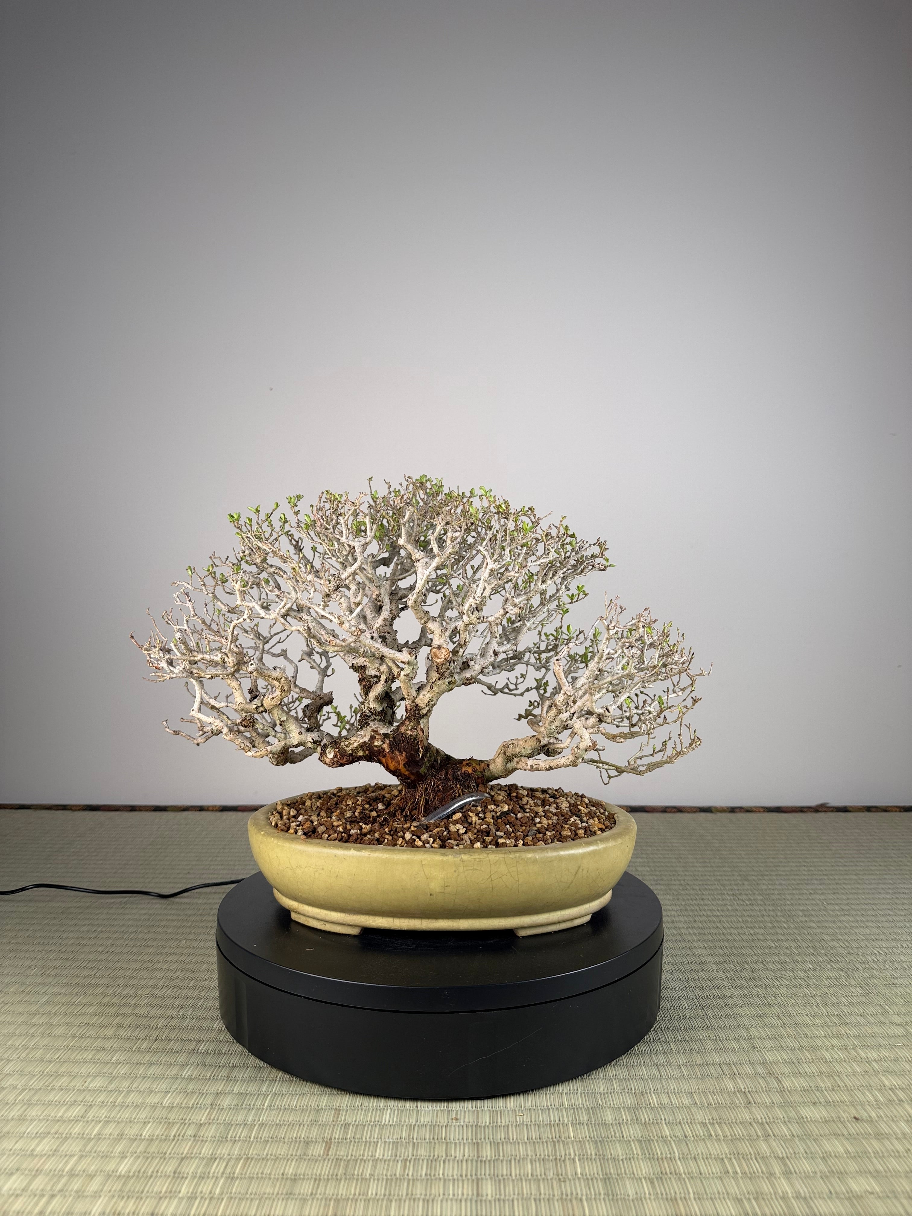 Ligustrum