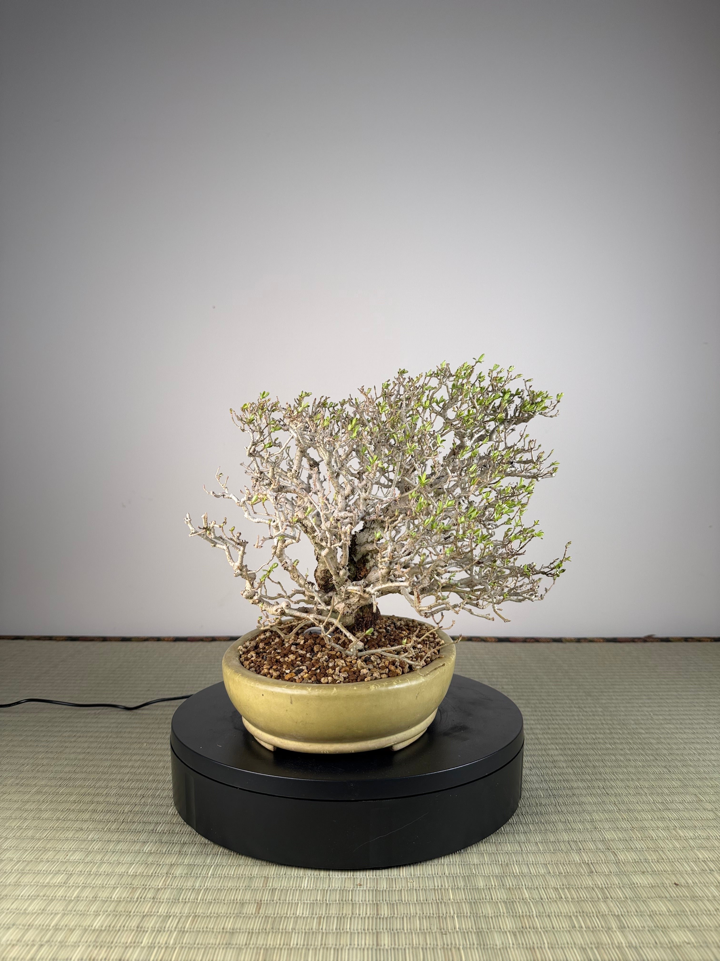 Ligustrum
