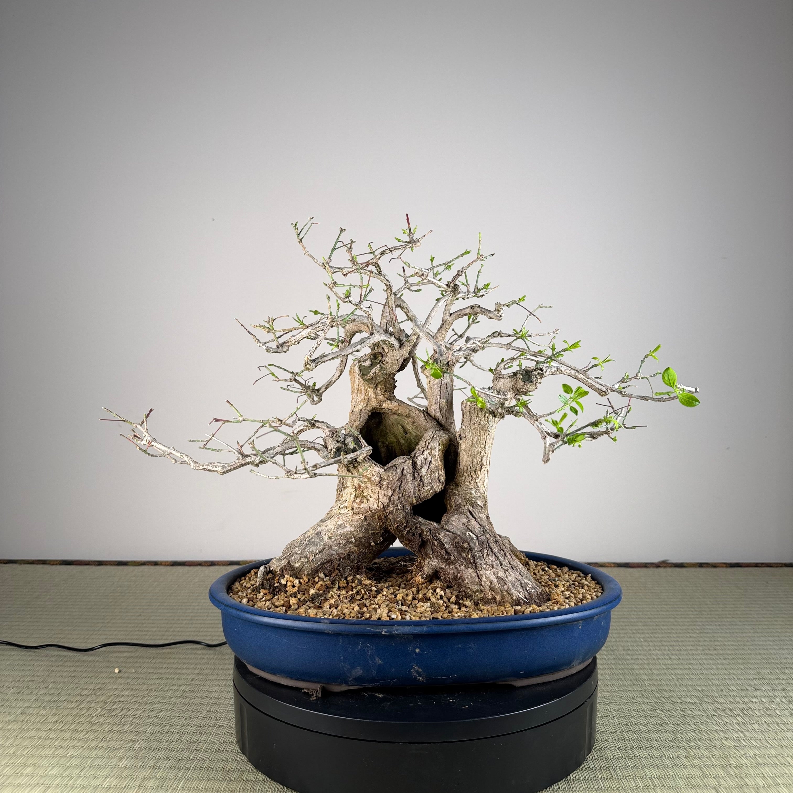 Euonymus