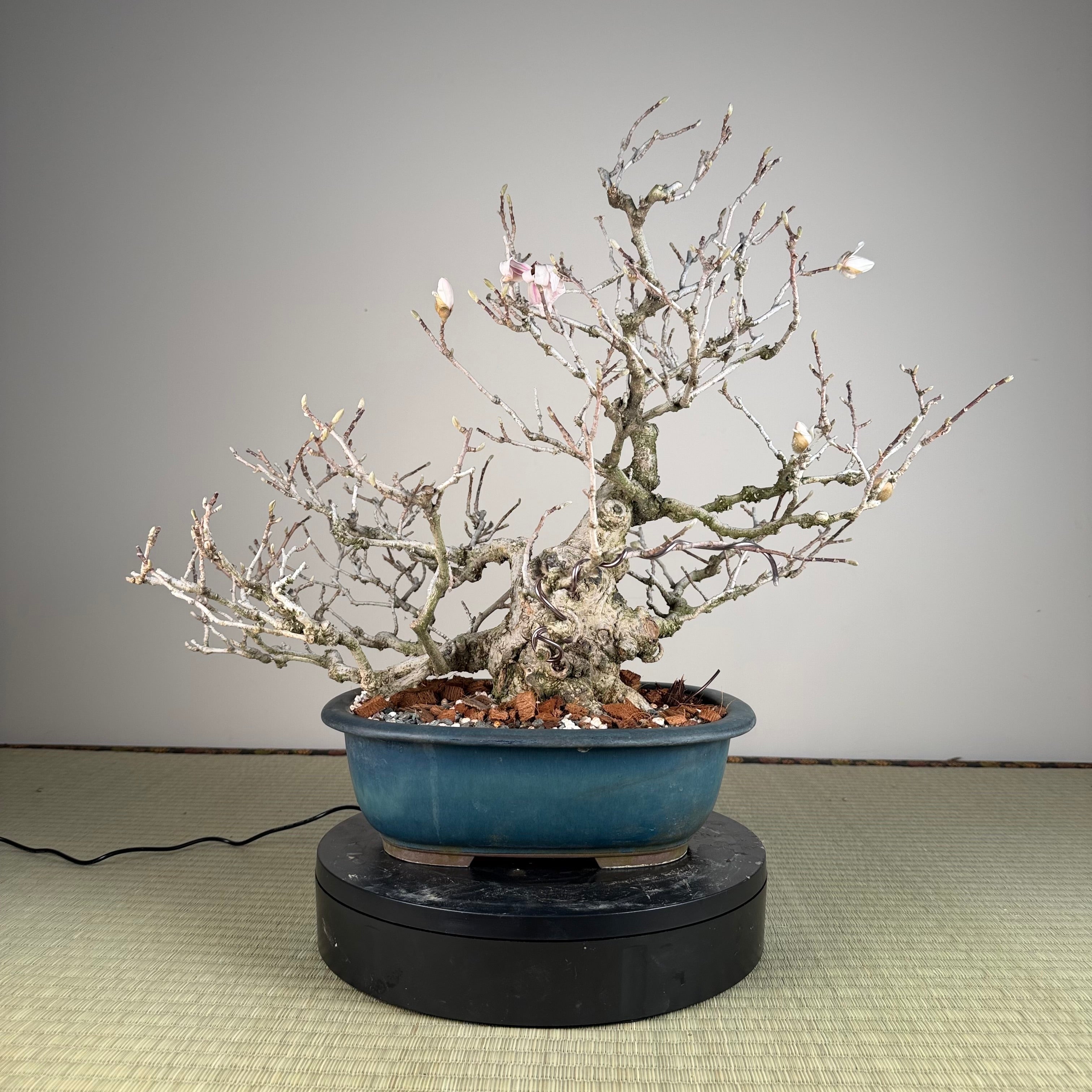Magnolia kobus (dwarf)