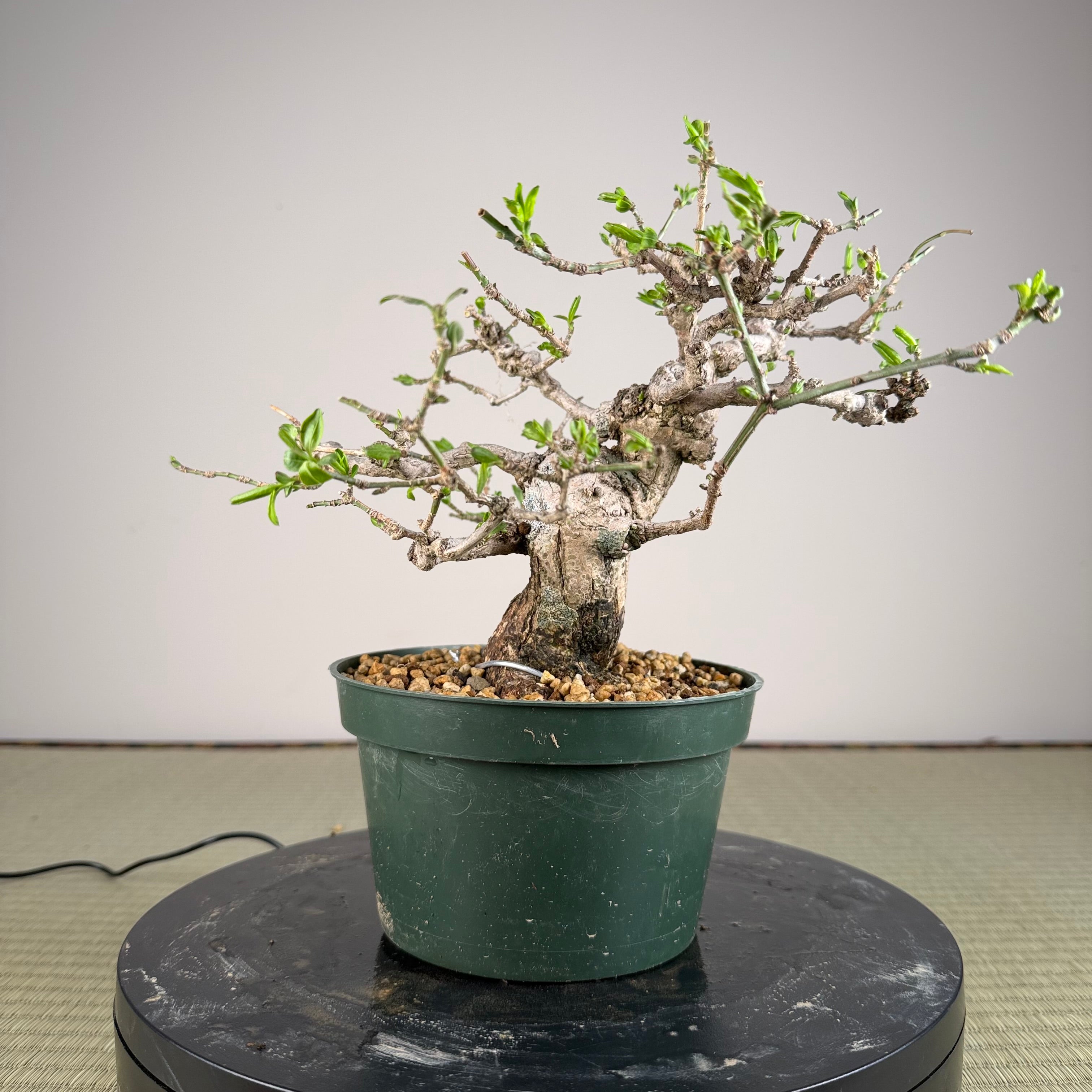 Euonymus