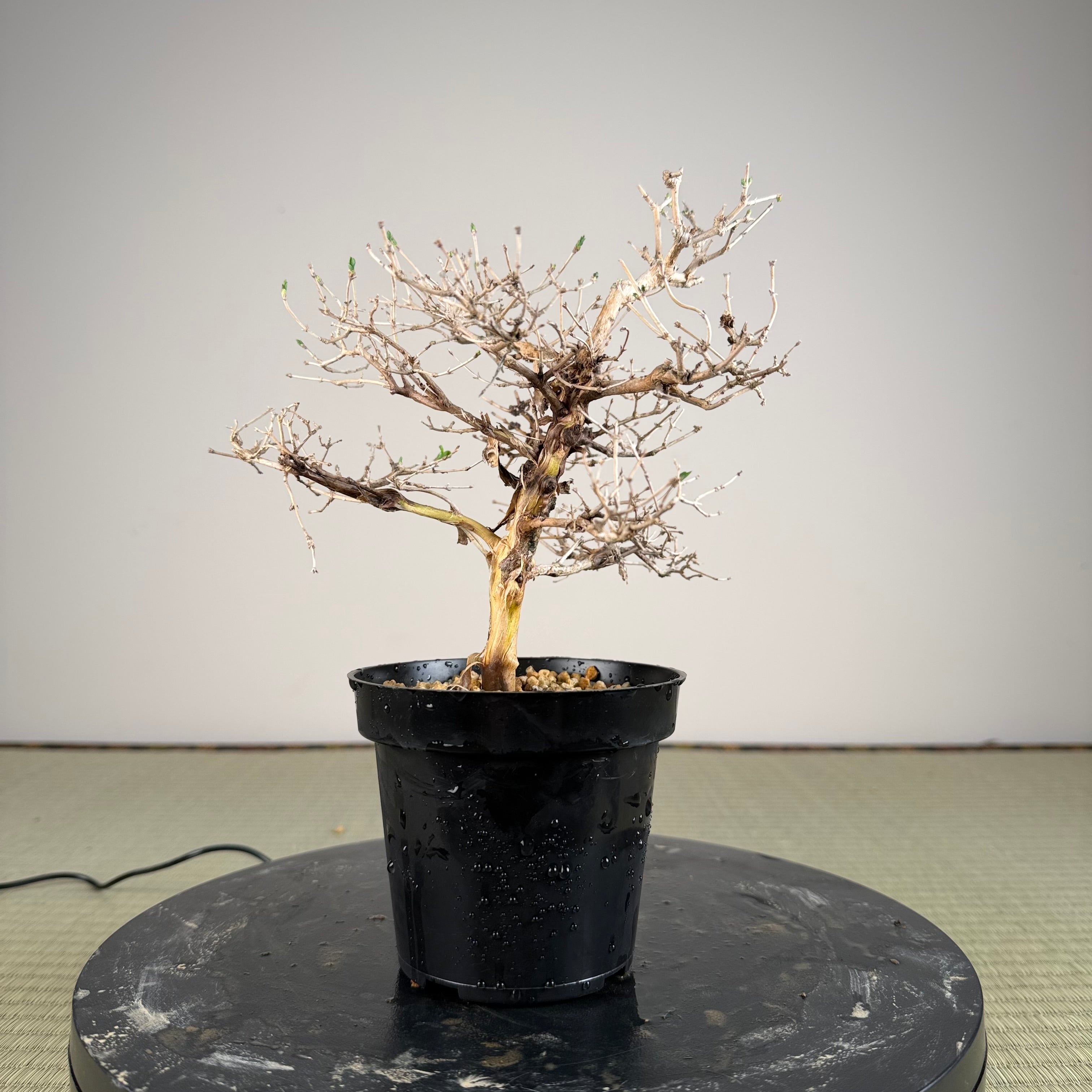Lonicera gracilipes