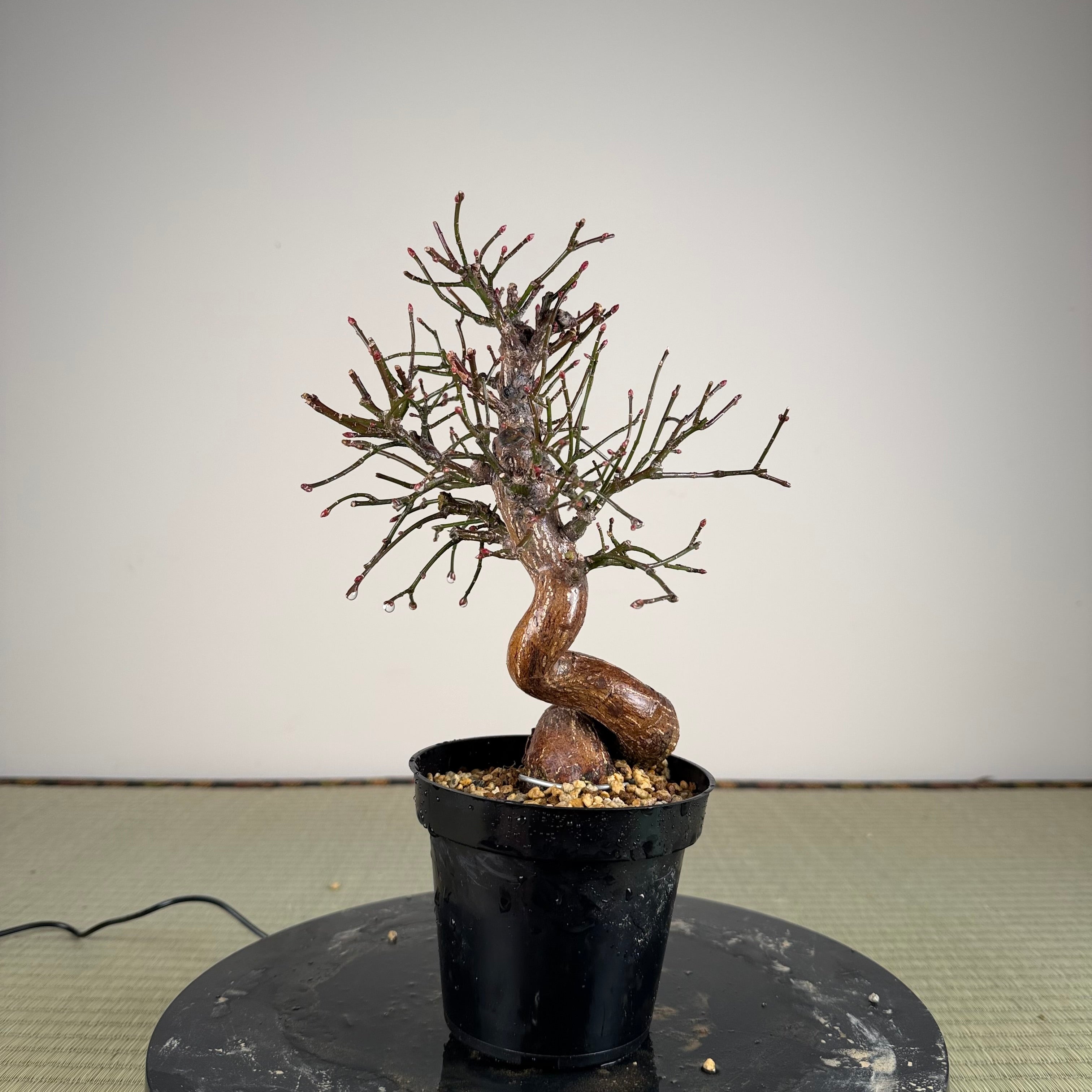 Euonymus