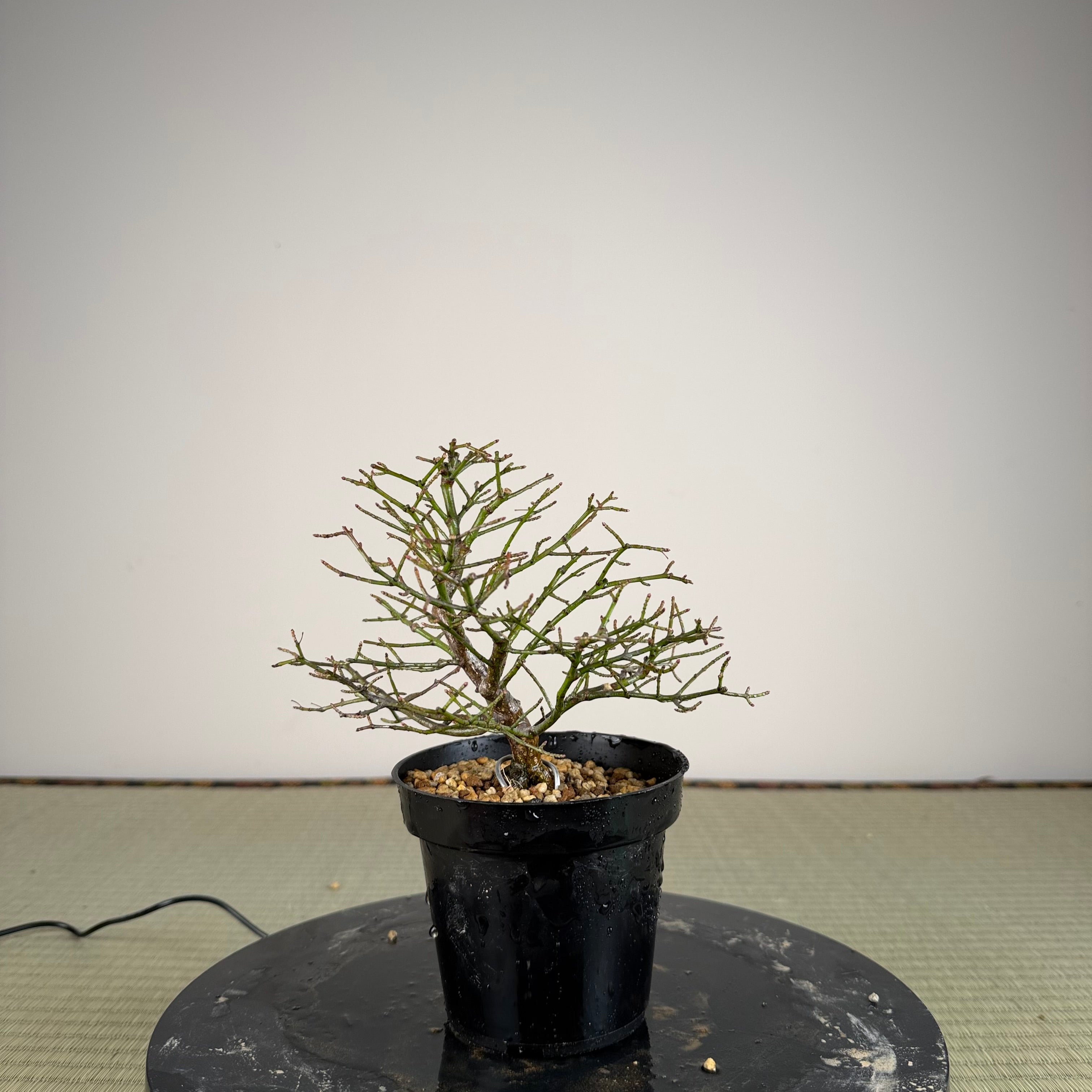 Euonymus