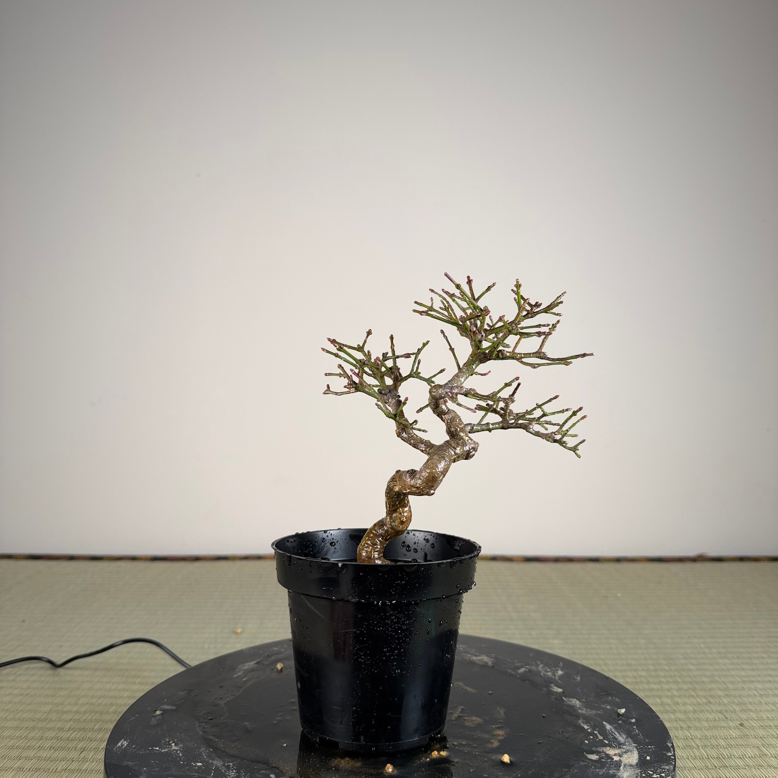 Euonymus