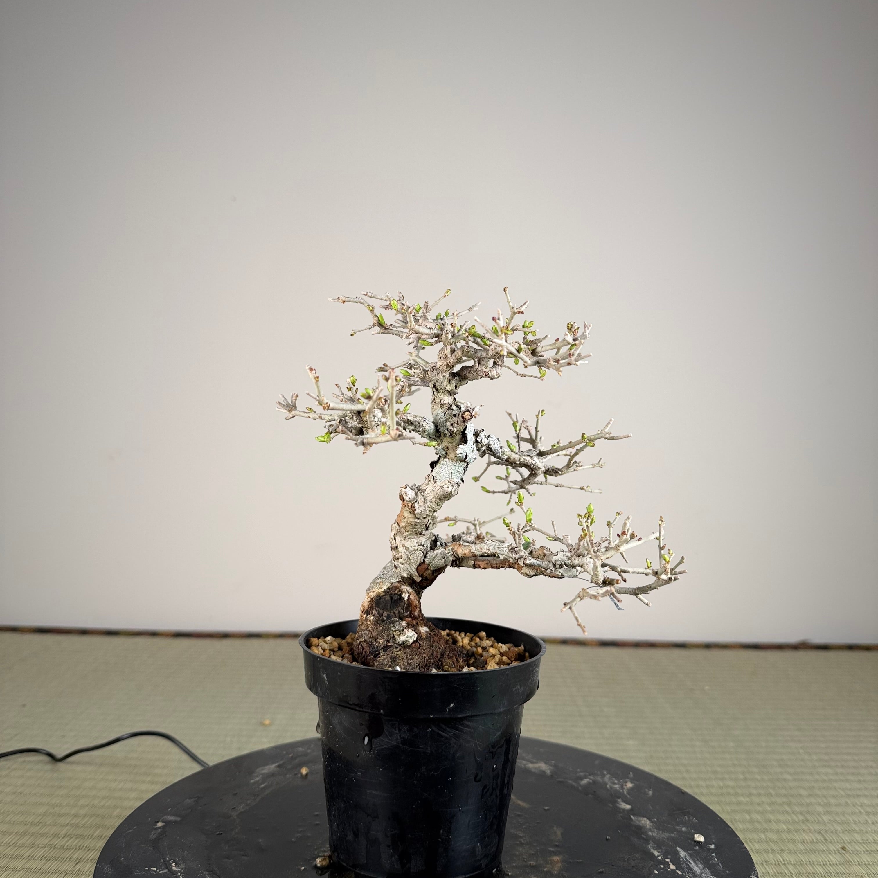 Ligustrum