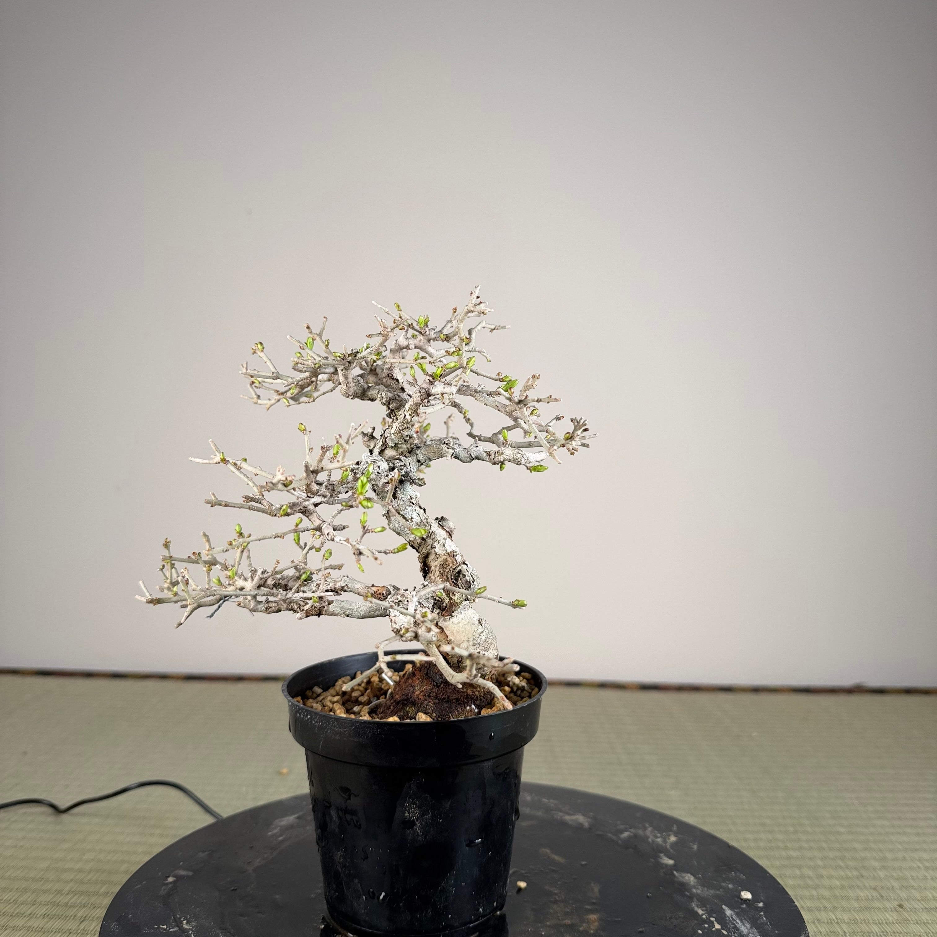 Ligustrum