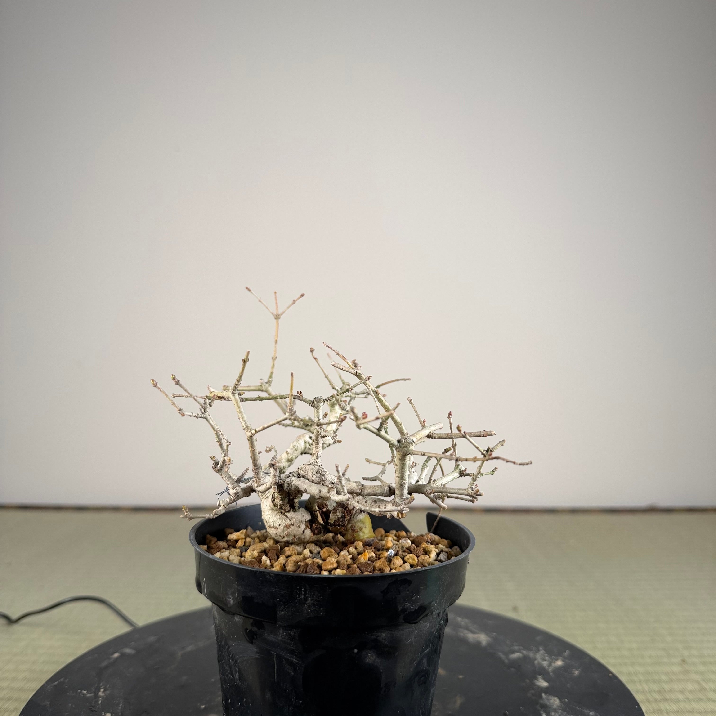 Ligustrum