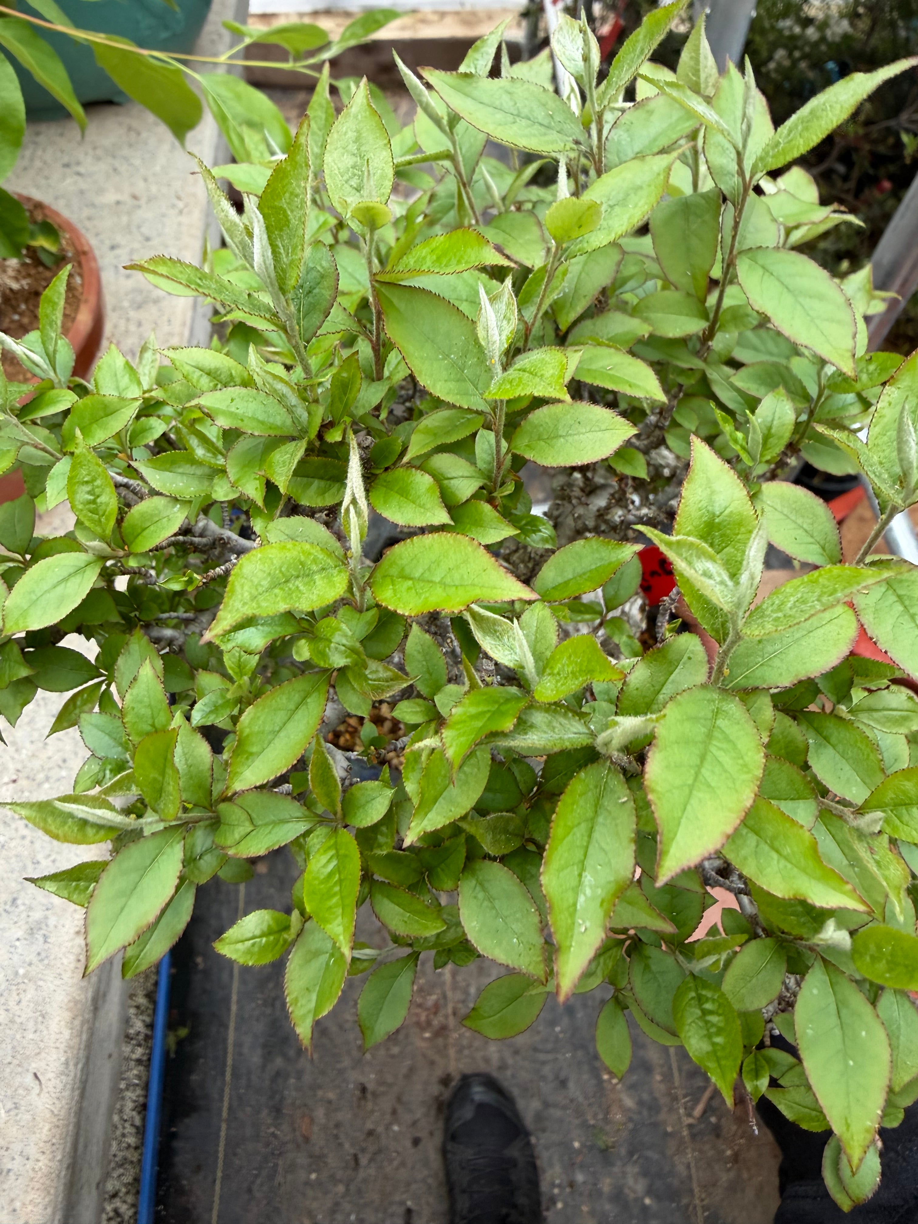 Pourthiaea villosa