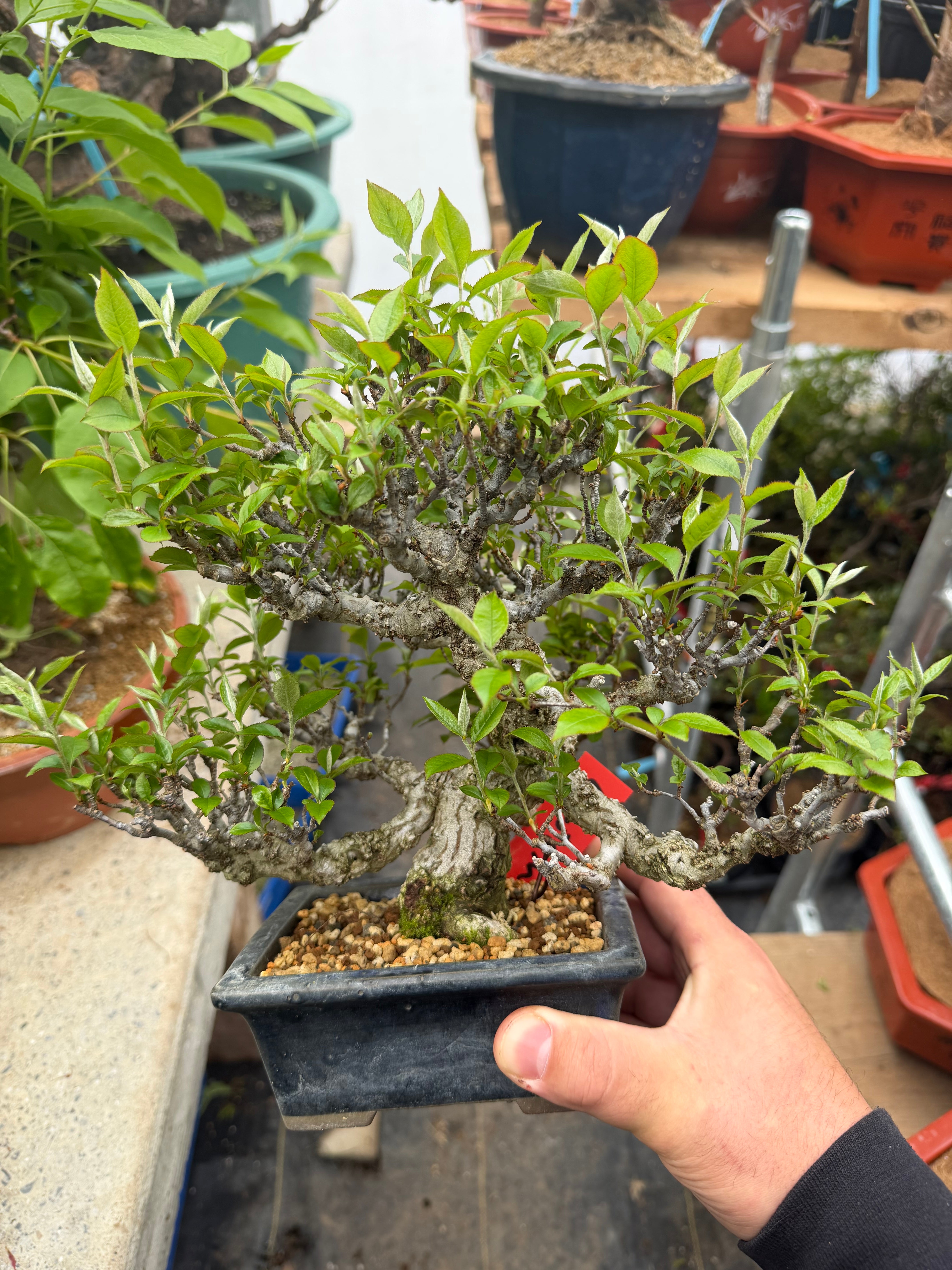 Pourthiaea villosa