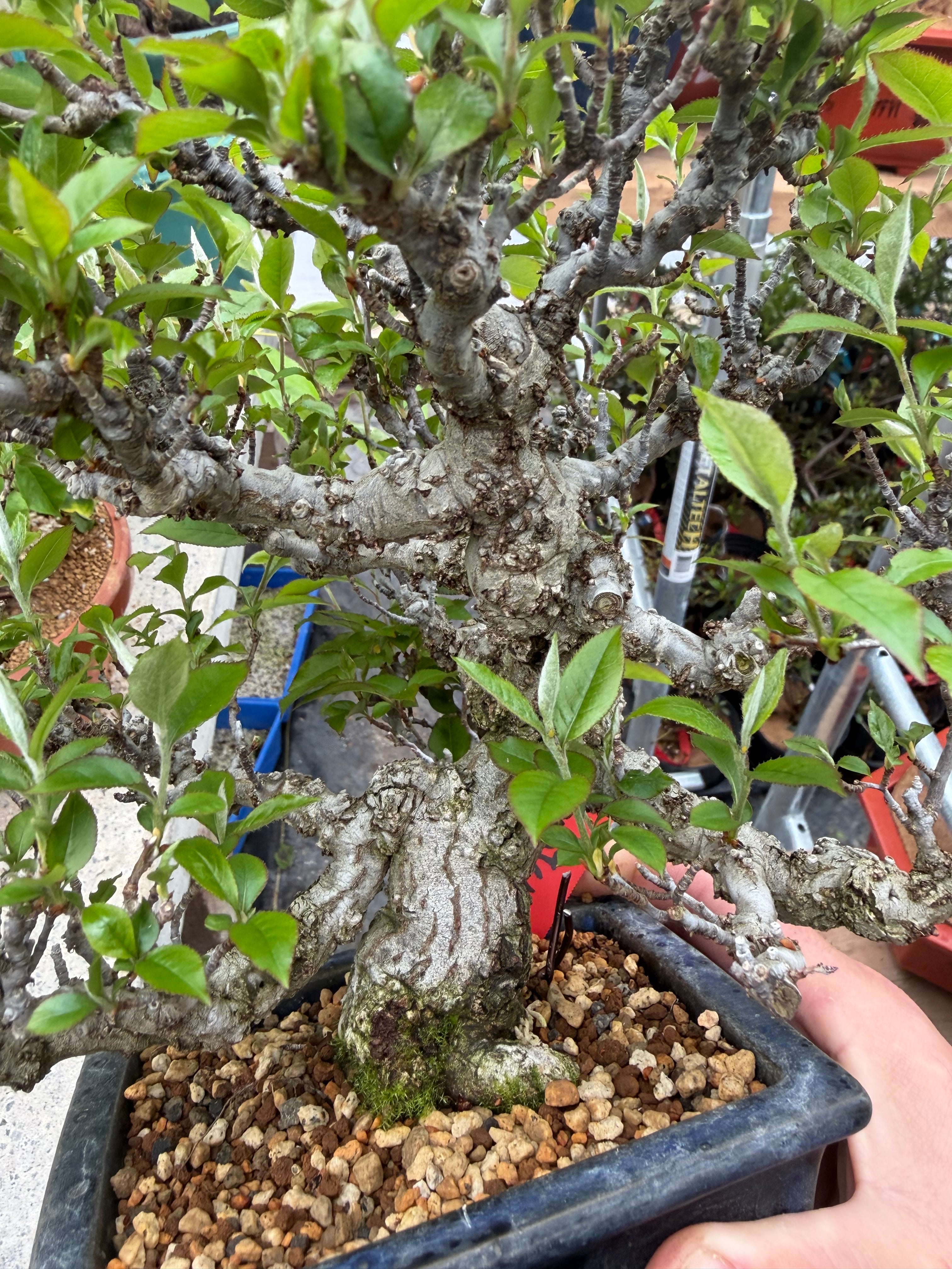 Pourthiaea villosa