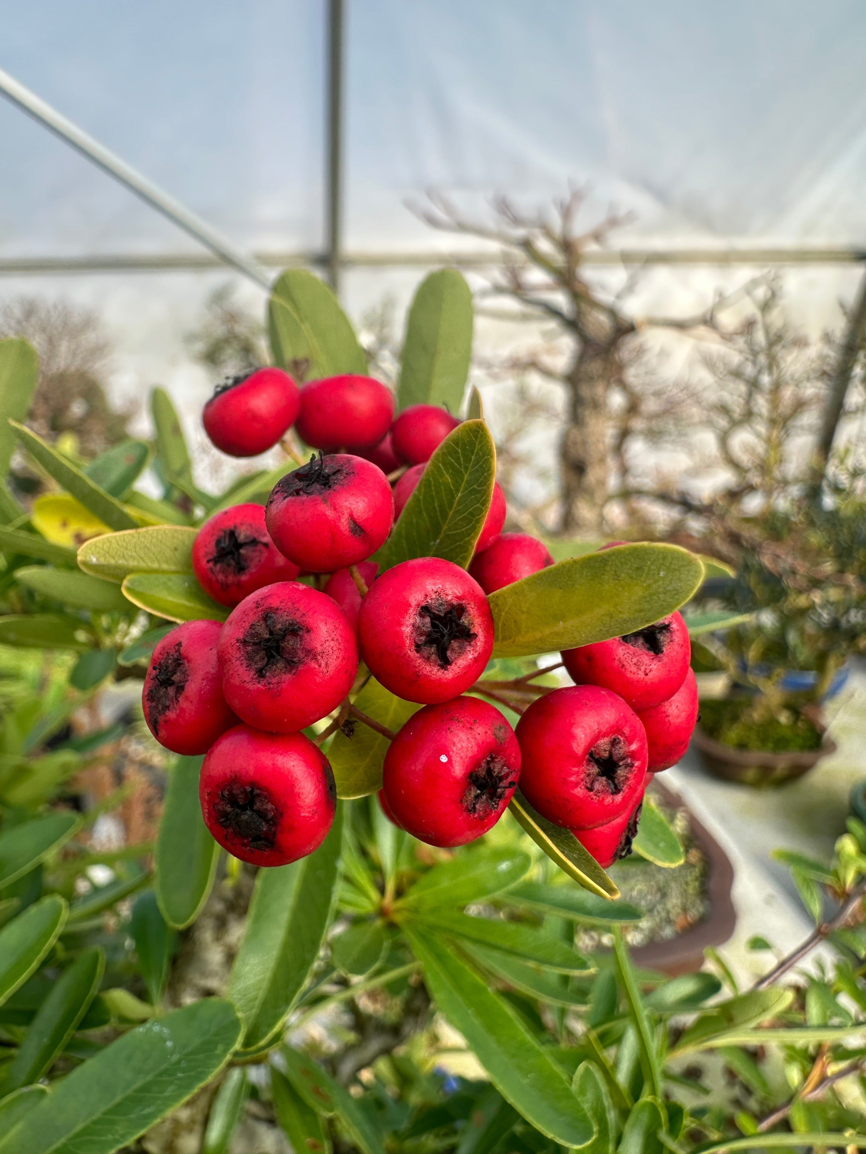 Pyracantha angustifolia