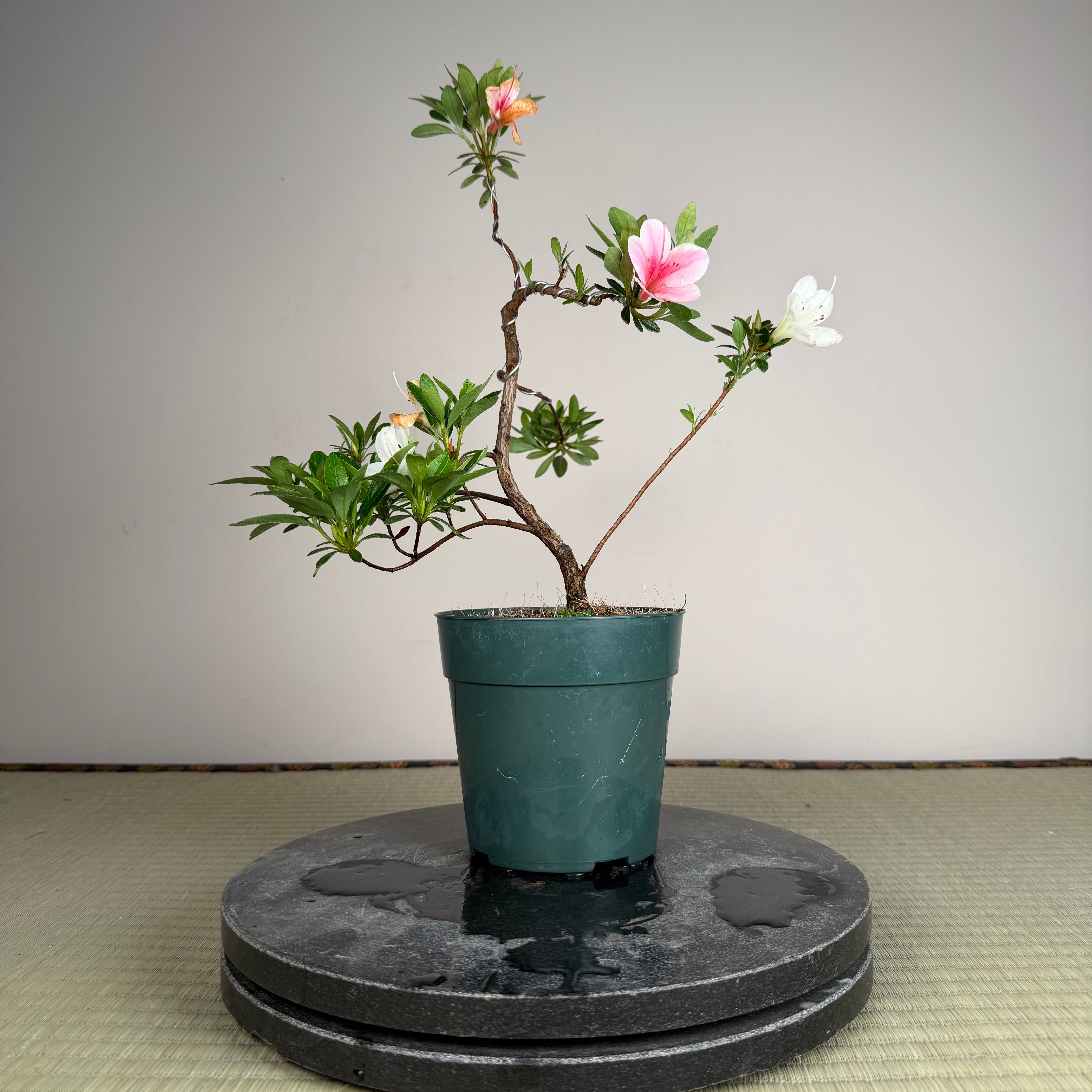 Rhododendron indicum 'Madoka'