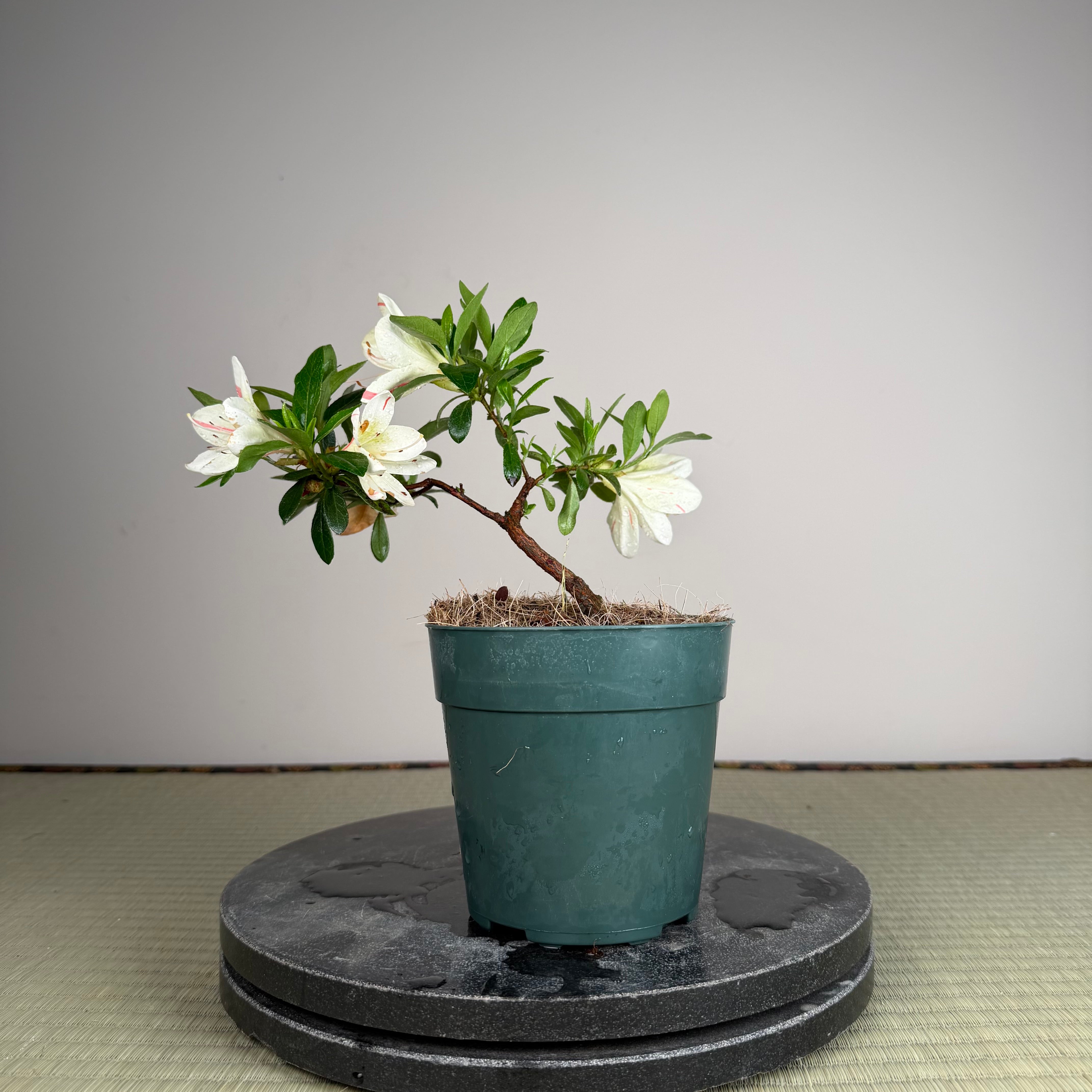 Rhododendron indicum 'Kisshoten'