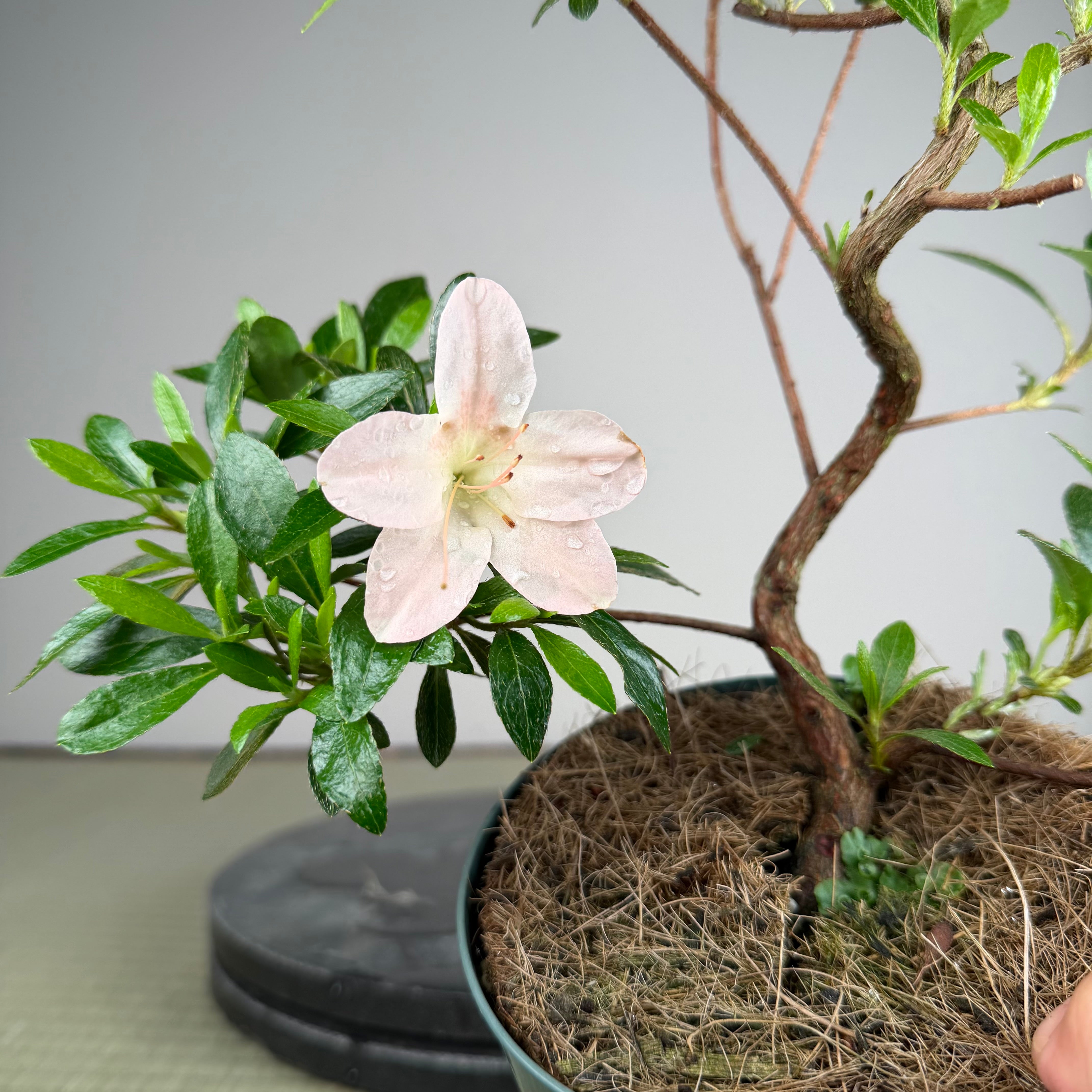 Rhododendron indicum 'Kozan'