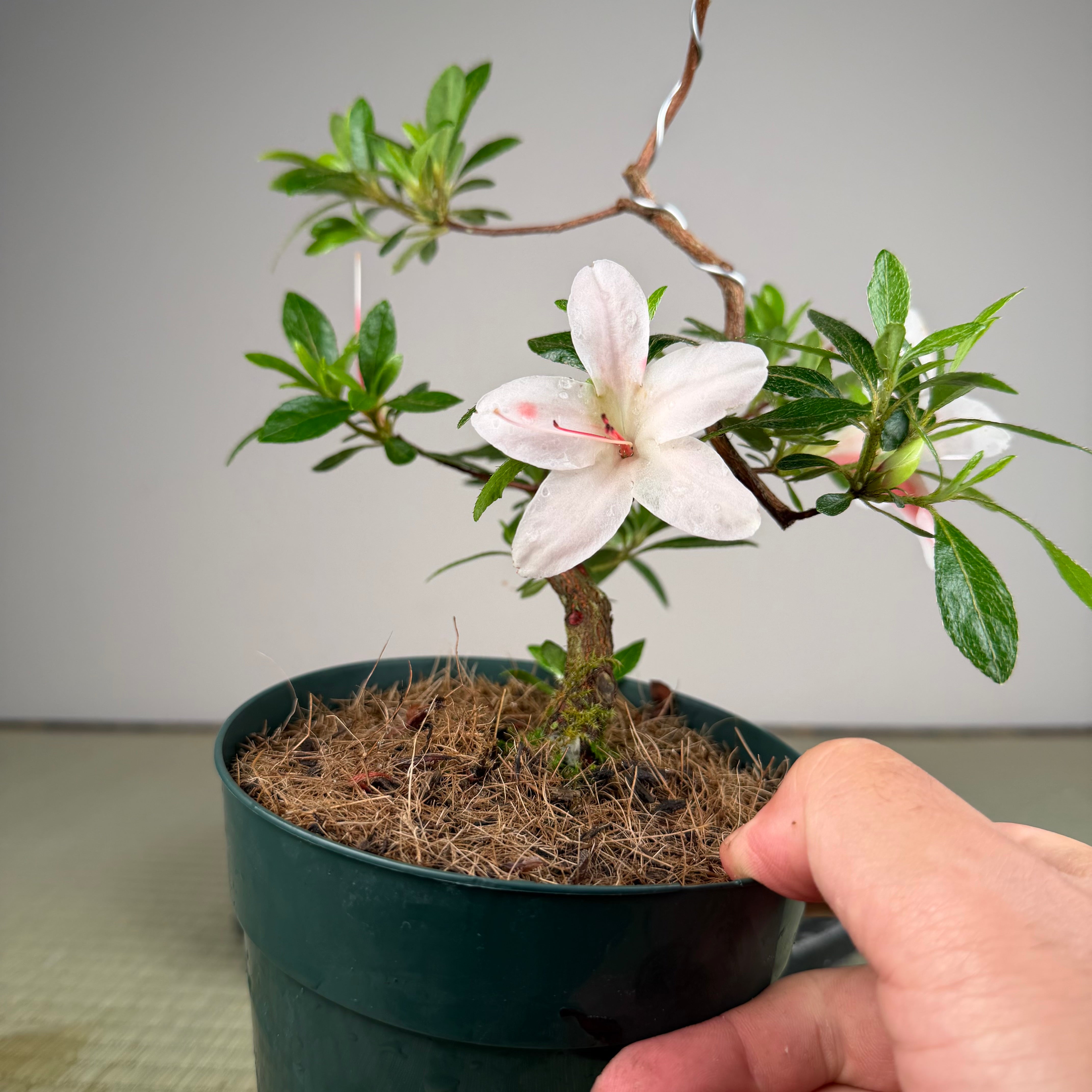 Rhododendron indicum 'Hi No Maru'