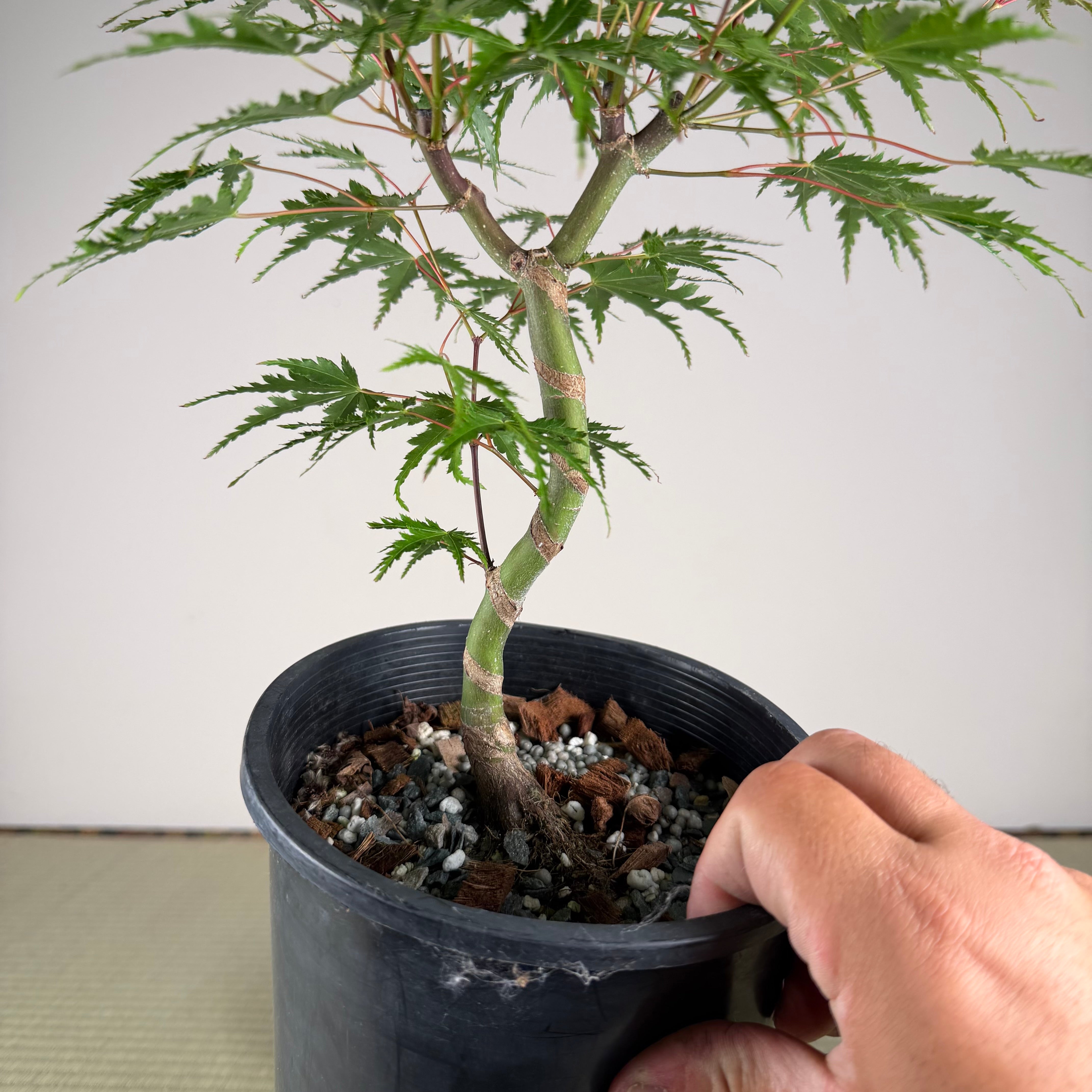 Acer palmatum 'Yves' Select' (chef's choice)