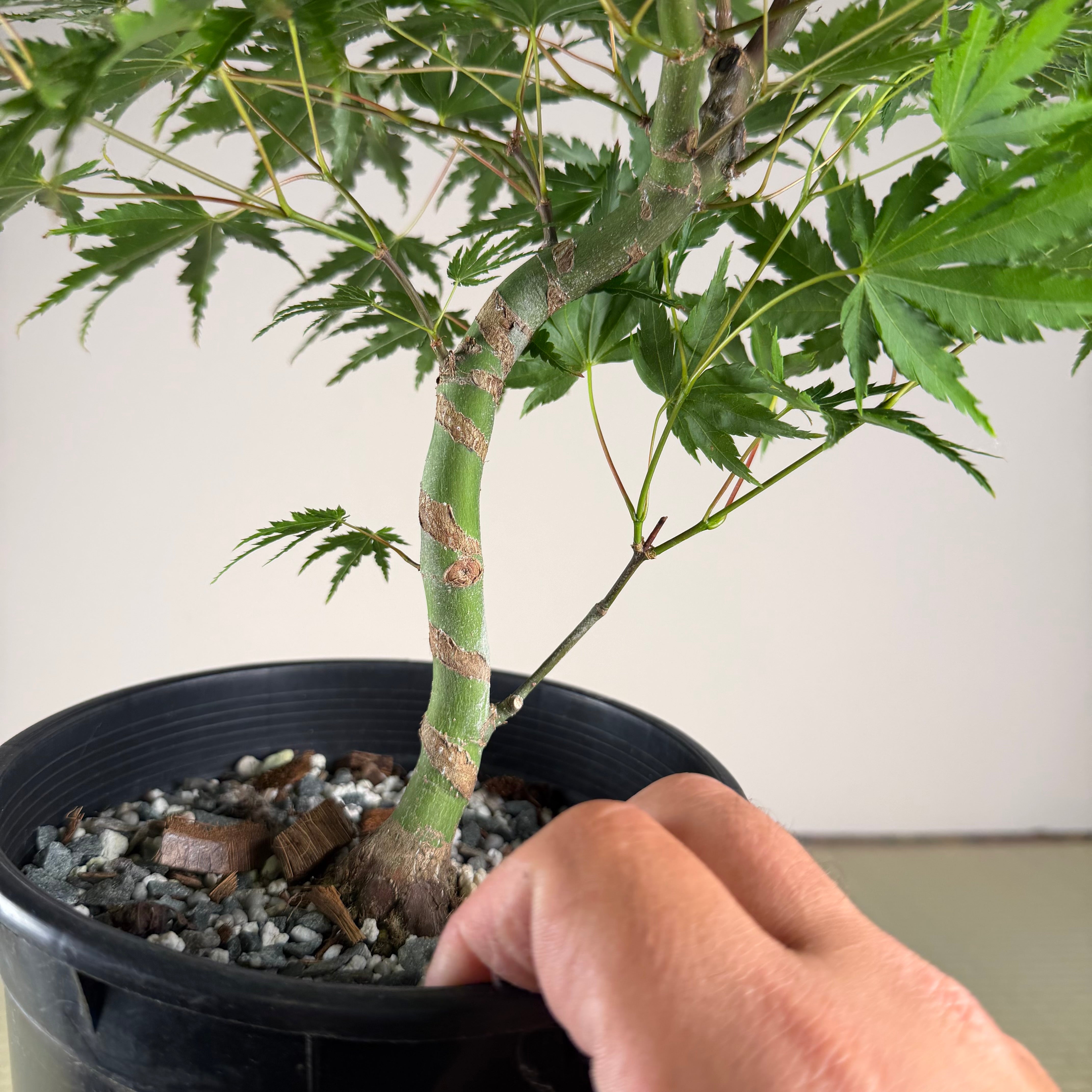 Acer palmatum 'Yves' Select' (chef's choice)