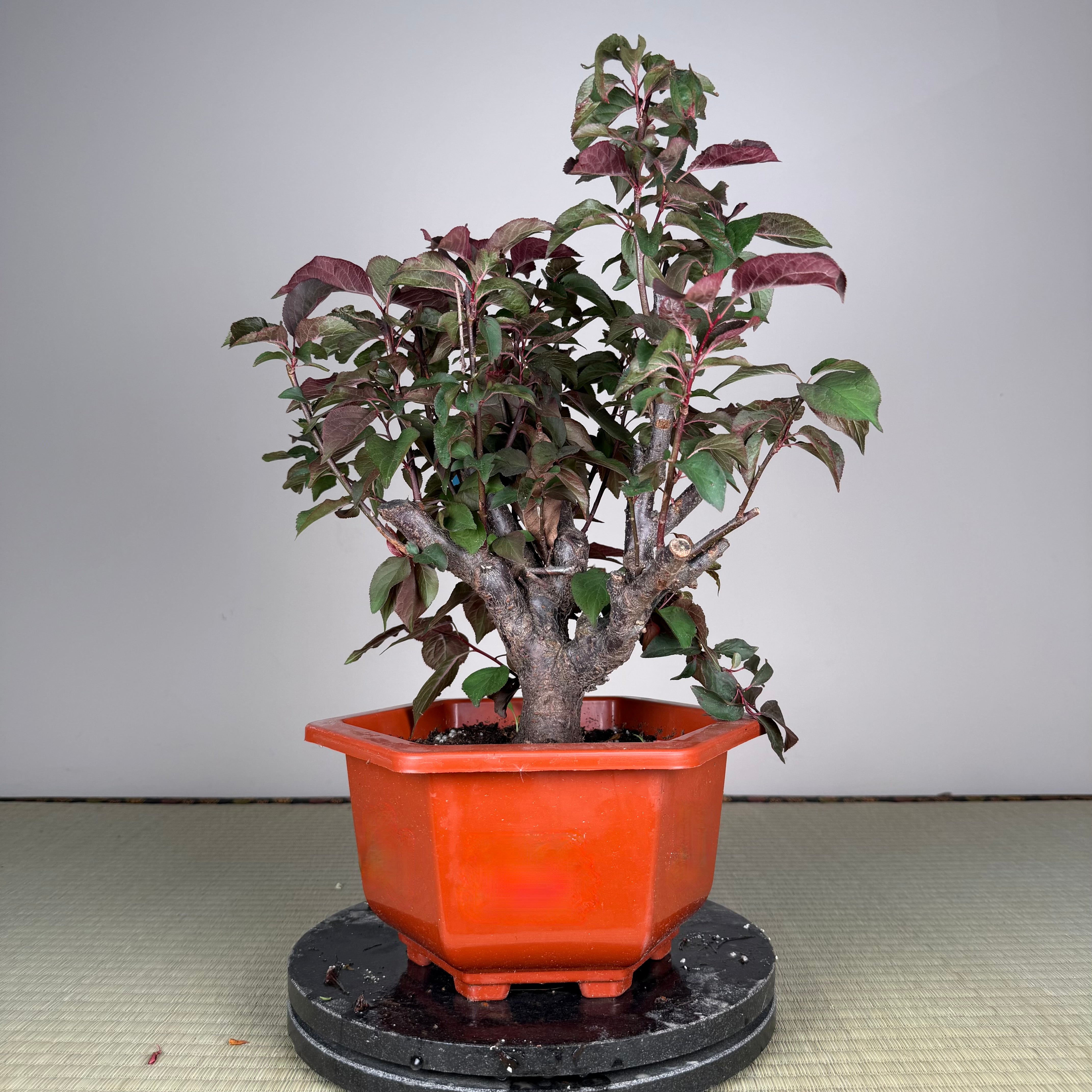 Glycine floribunda