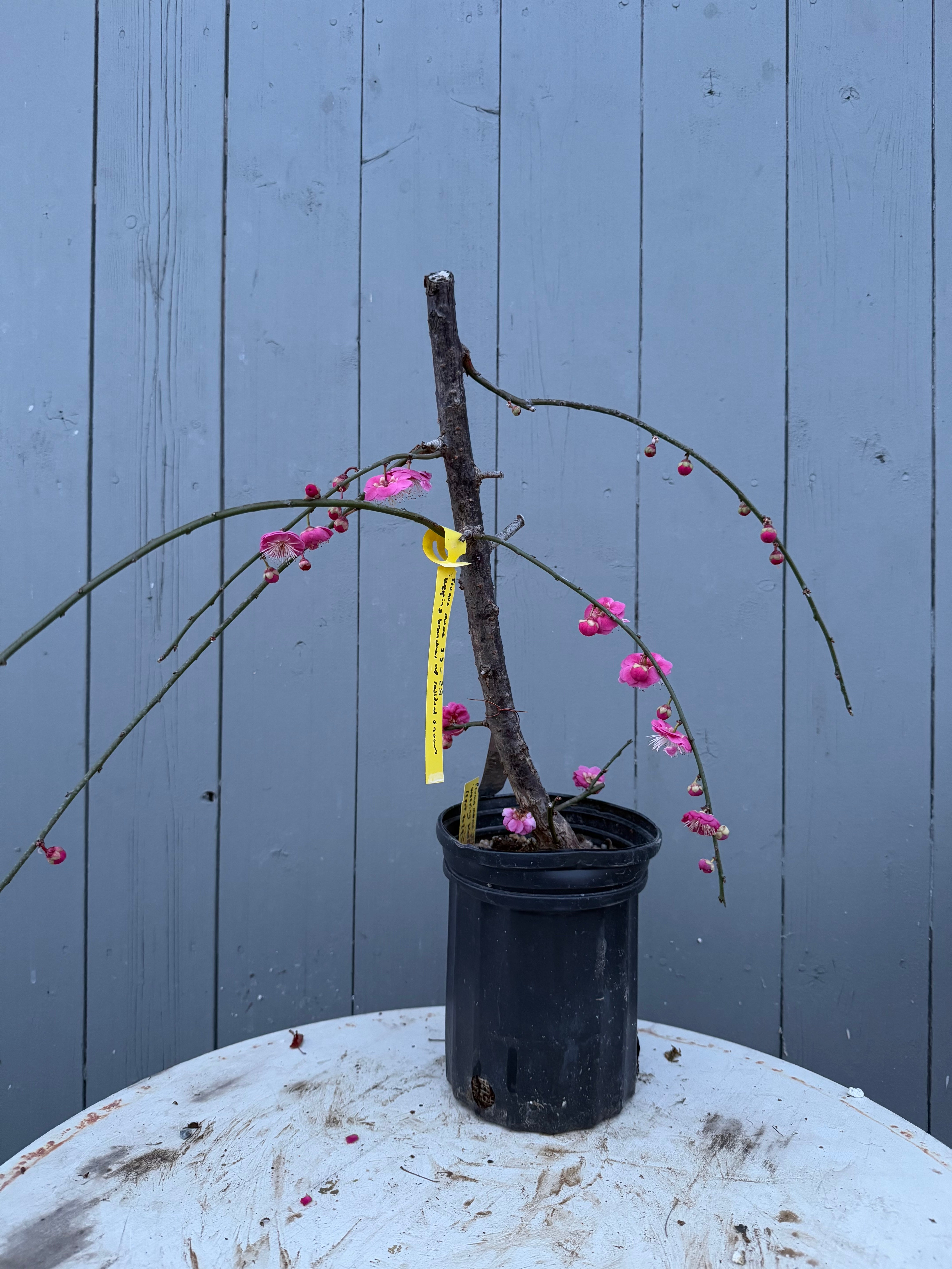 Prunus mume (weeping red variety)