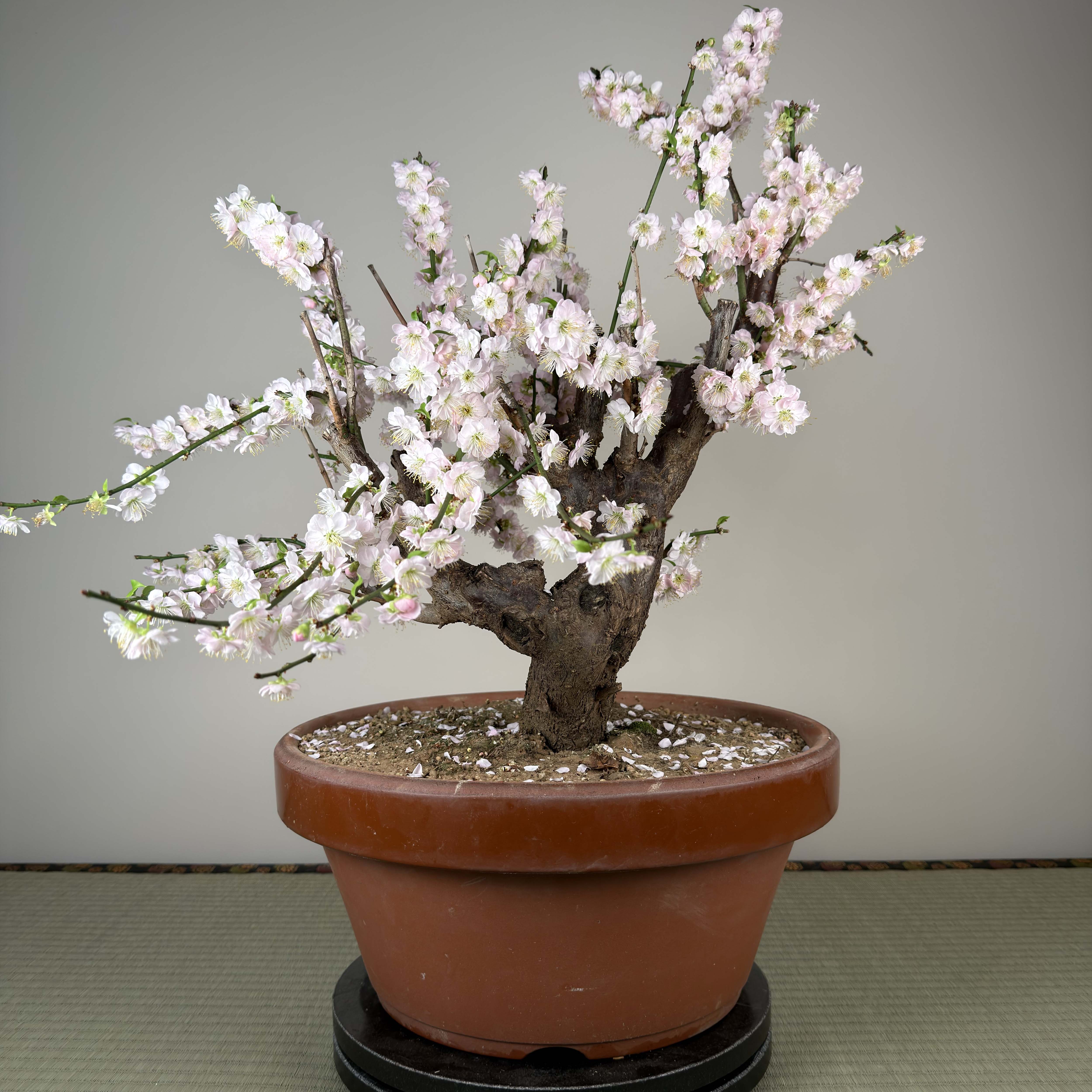 Prunus mume 'Gōng Fěn'