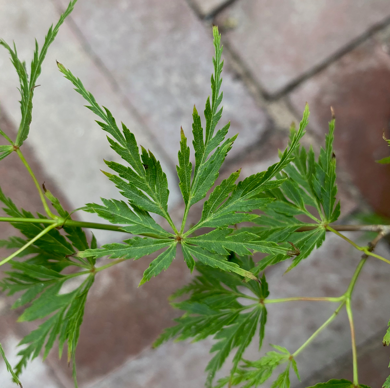 Acer palmatum « Seiryu »