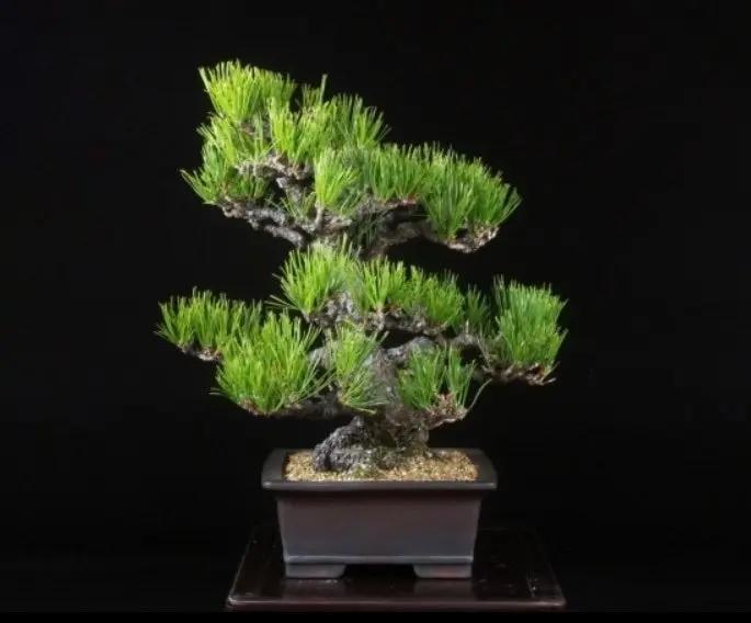 Pinus thunbergii Canada Bonsai