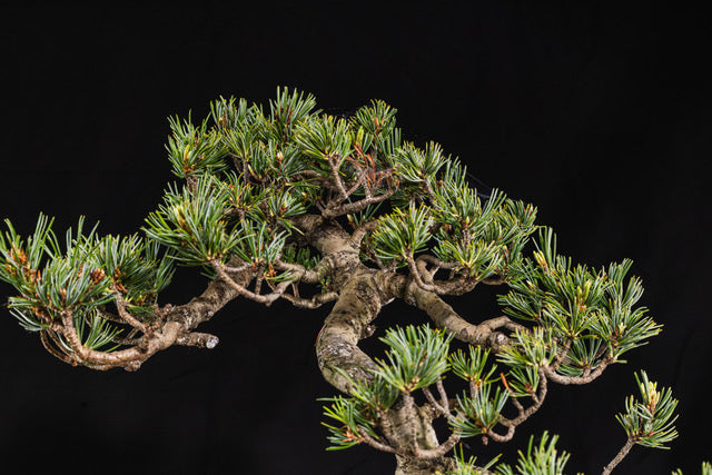 Pinus parvifolia 'Kokonoe'