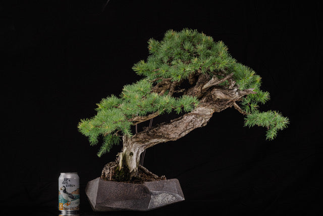 Larix laricina 2