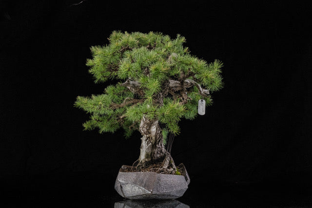 Larix laricina 2