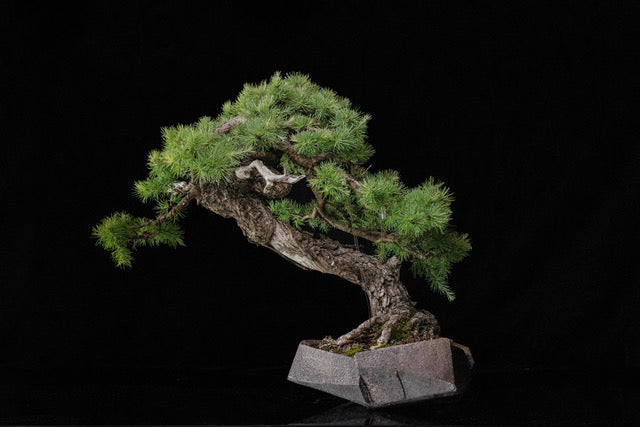 Larix laricina 2