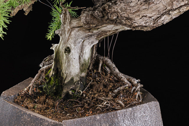 Larix laricina 2