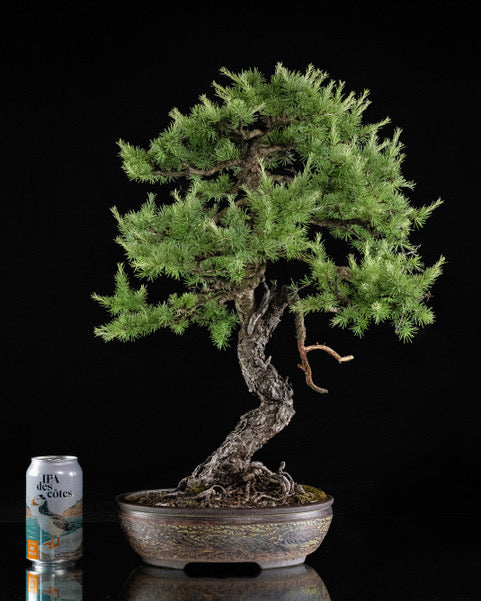 Larix laricina 3