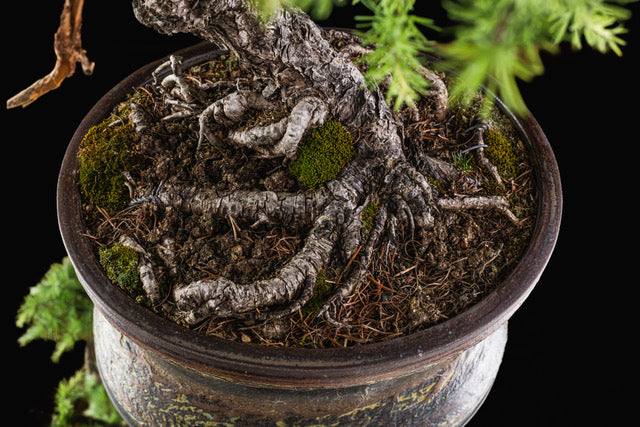 Larix laricina 3