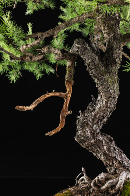 Larix laricina 3