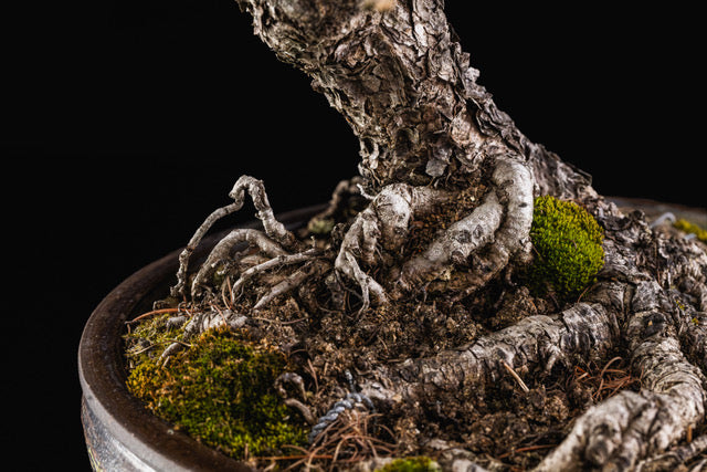 Larix laricina 3