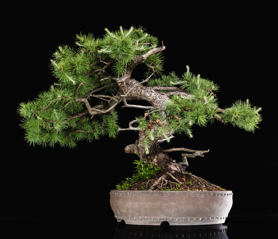 Larix laricina 106