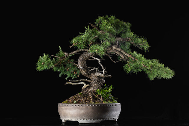 Larix laricina 106