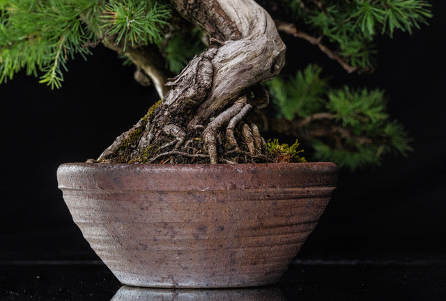 Larix laricina 1