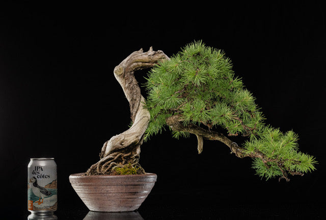 Larix laricina 1