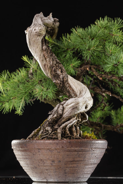 Larix laricina 1