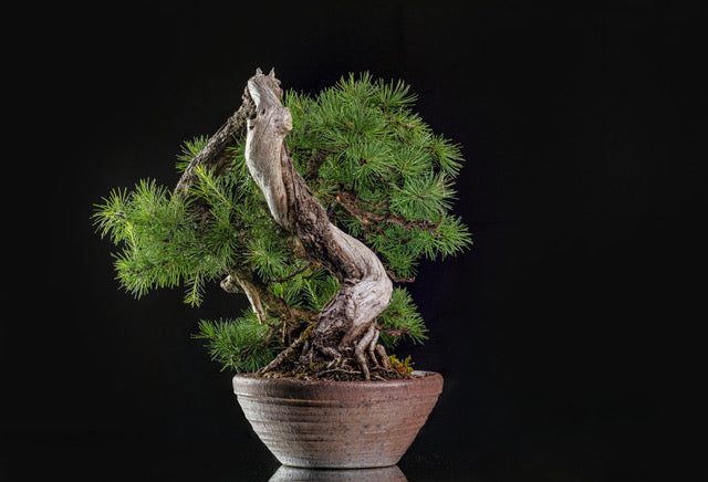 Larix laricina 1