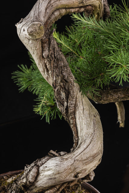 Larix laricina 1