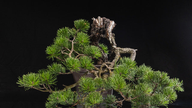 Pinus contorta