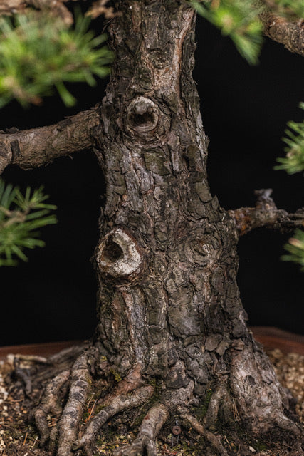 Pinus sylvestris