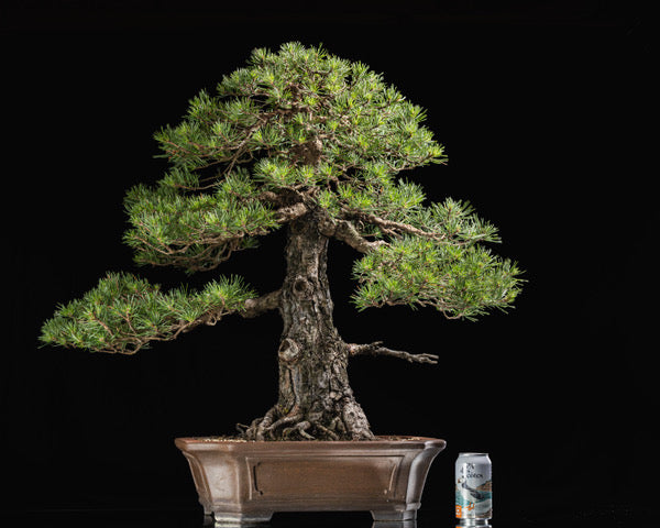 Pinus sylvestris