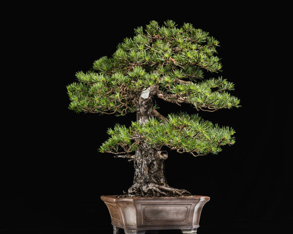 Pinus sylvestris